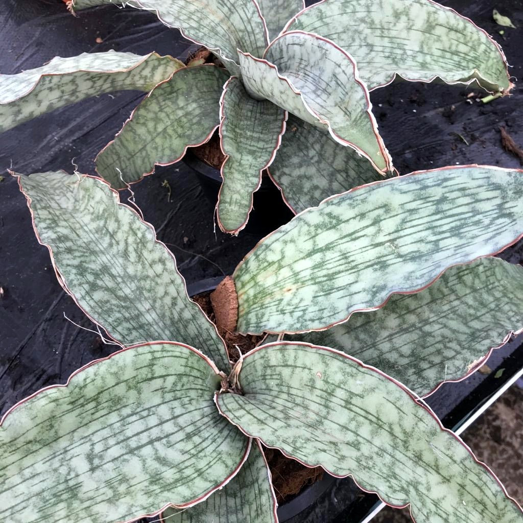 Star Sansevieria (Sansevieria kirkii)