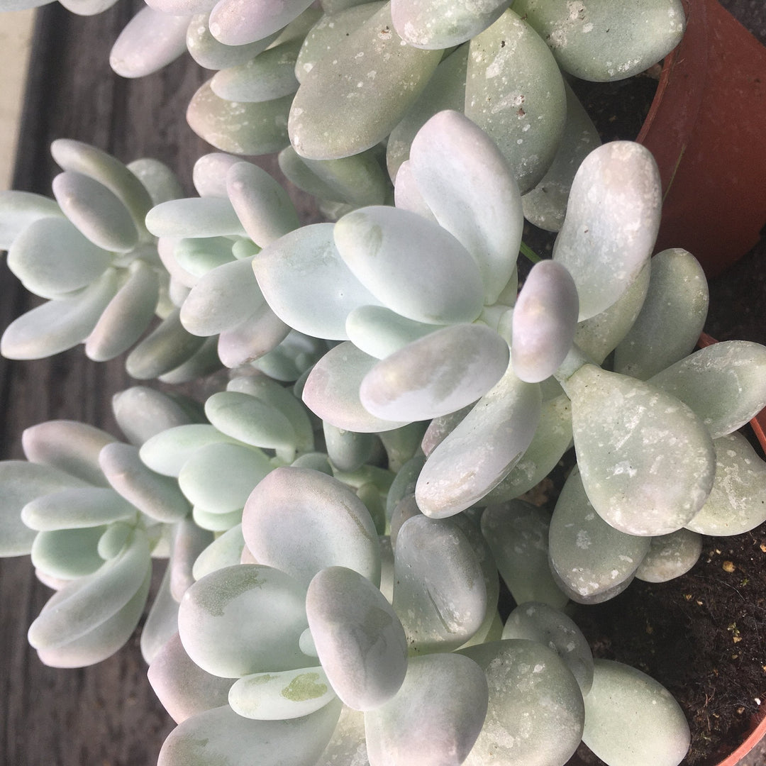 Jade Plant (Crassula sp.)