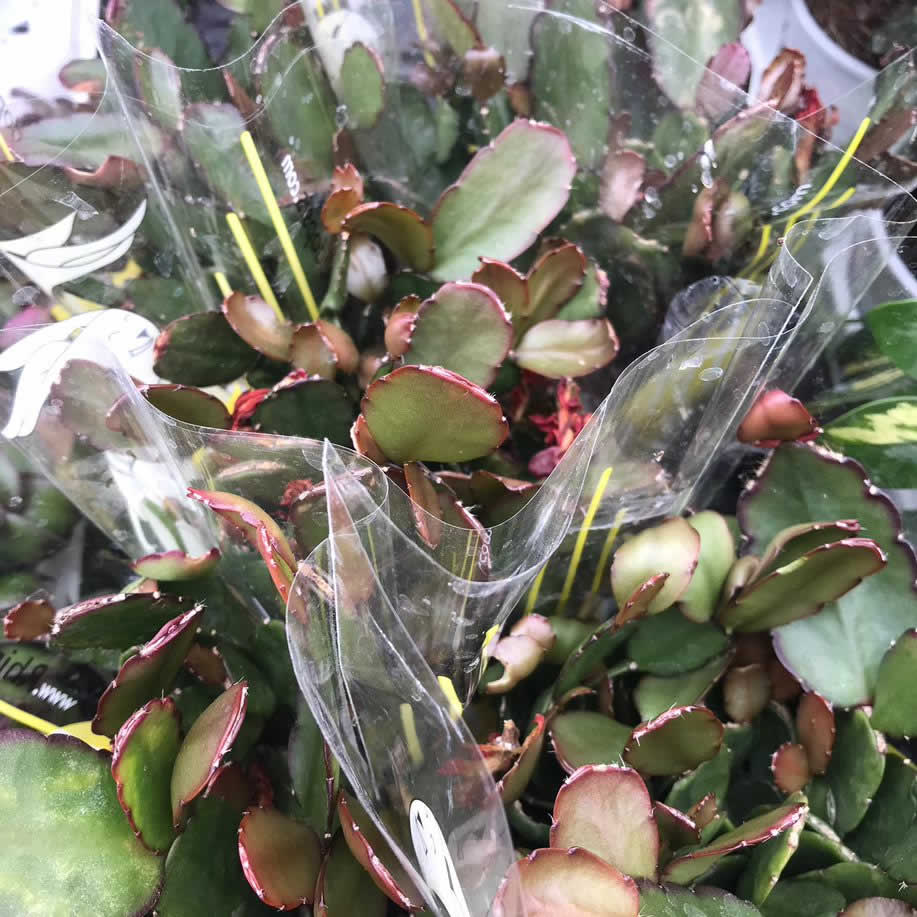 Easter Cactus (Rhipsalidopsis sp)