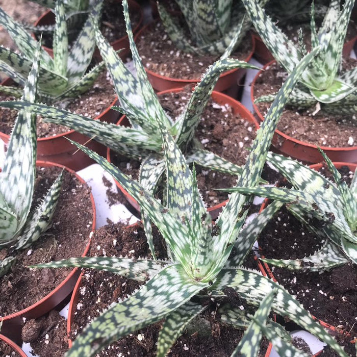 Snowflake Aloe (Aloe rauhii 'Snow Flake')