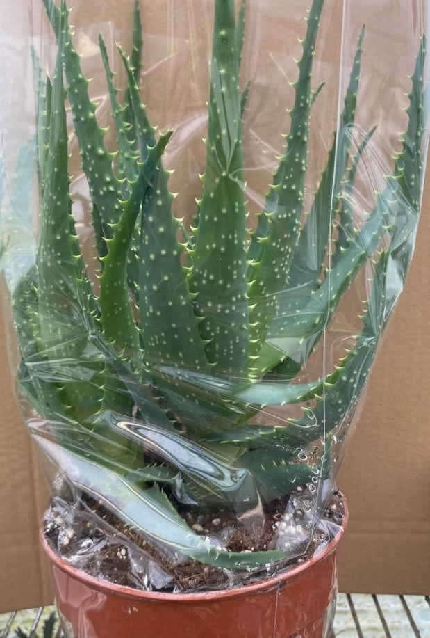 Torch Aloe (Aloe arborescens)