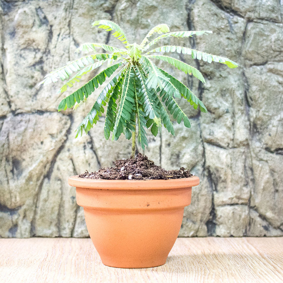 little tree succulent Biophytum sensitivum (Little Tree Plant)