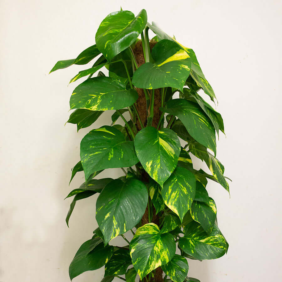 Dragon-tail Plant (Epipremnum aureum)