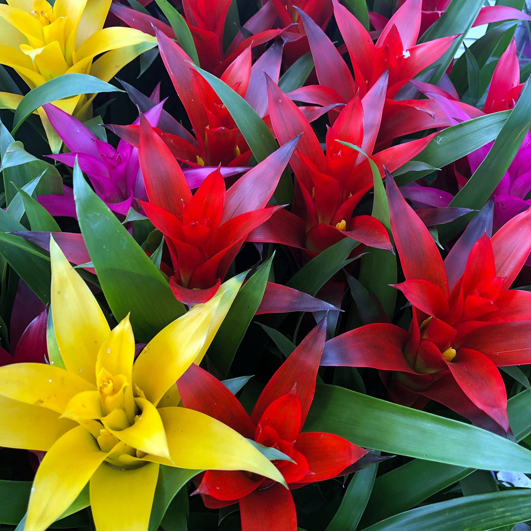 Tufted AirPlant (Guzmania sp.)