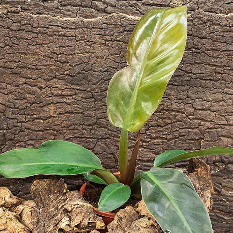 philodendron buy online uk Philodendron sp. - Red