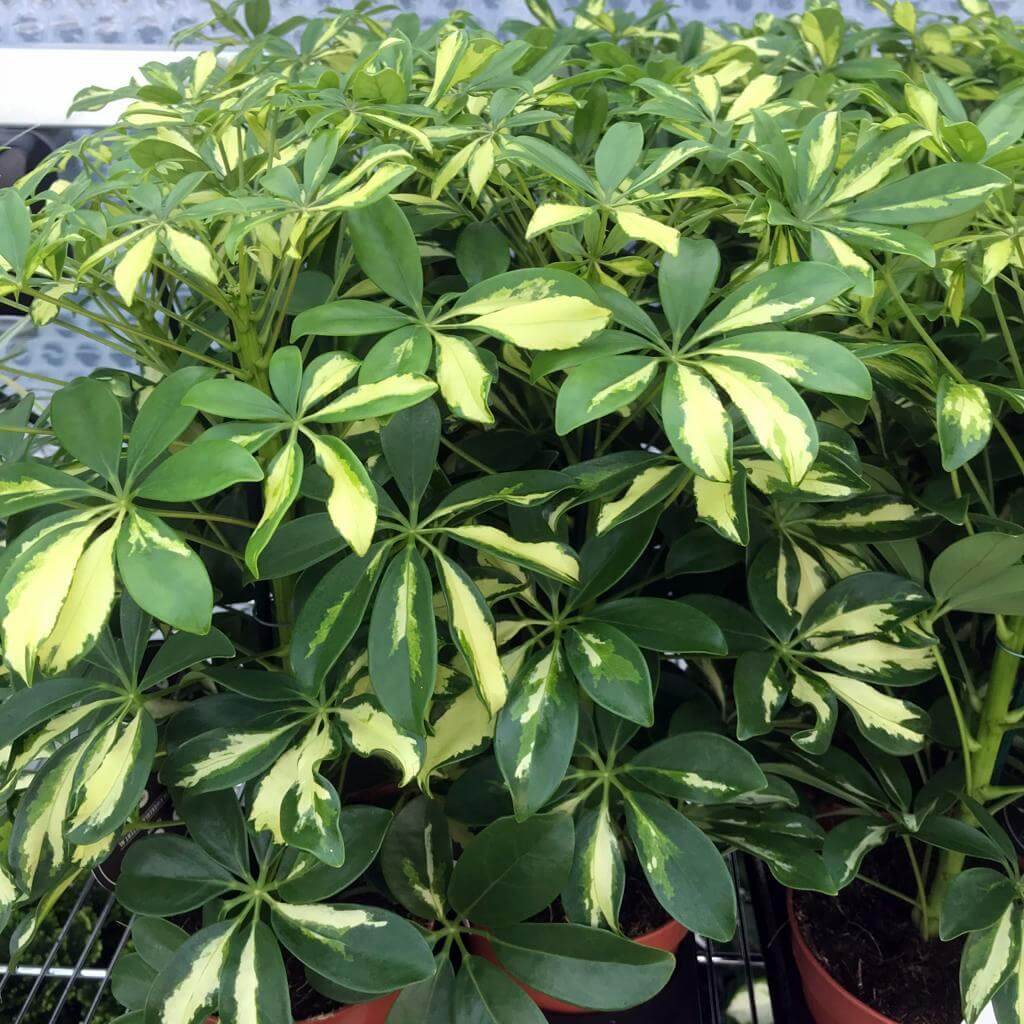 dwarf schefflera heptapleurum arboricola Heptapleurum arboricola (Dwarf Umbrella Tree)
