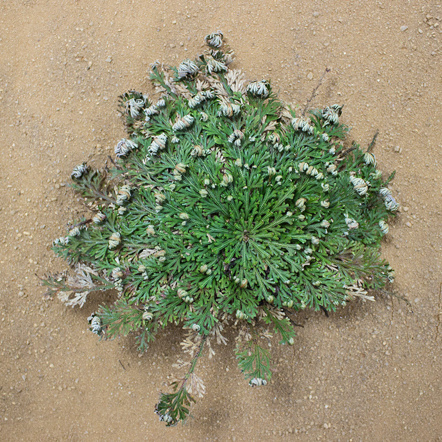 Rose of Jericho (Selaginella lepidophylla)