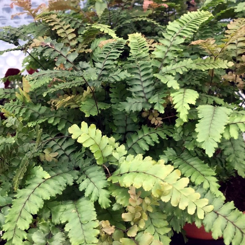 Rough Maidenhair Fern (Adiantum hispidulum)