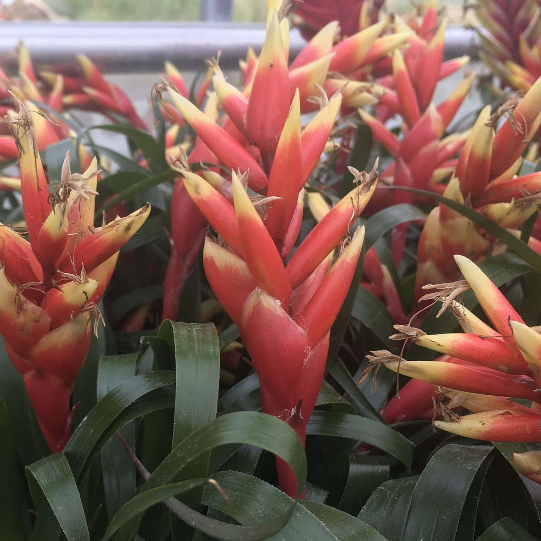 Bromeliad Vriesea sp. With Flowers