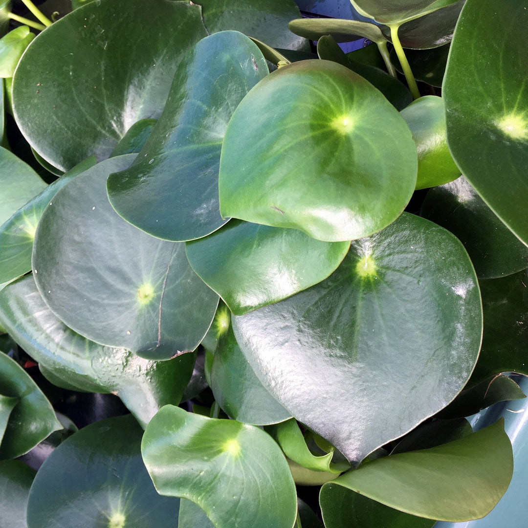 Raindrop Peperomia (Peperomia polybotrya 'Raindrop')