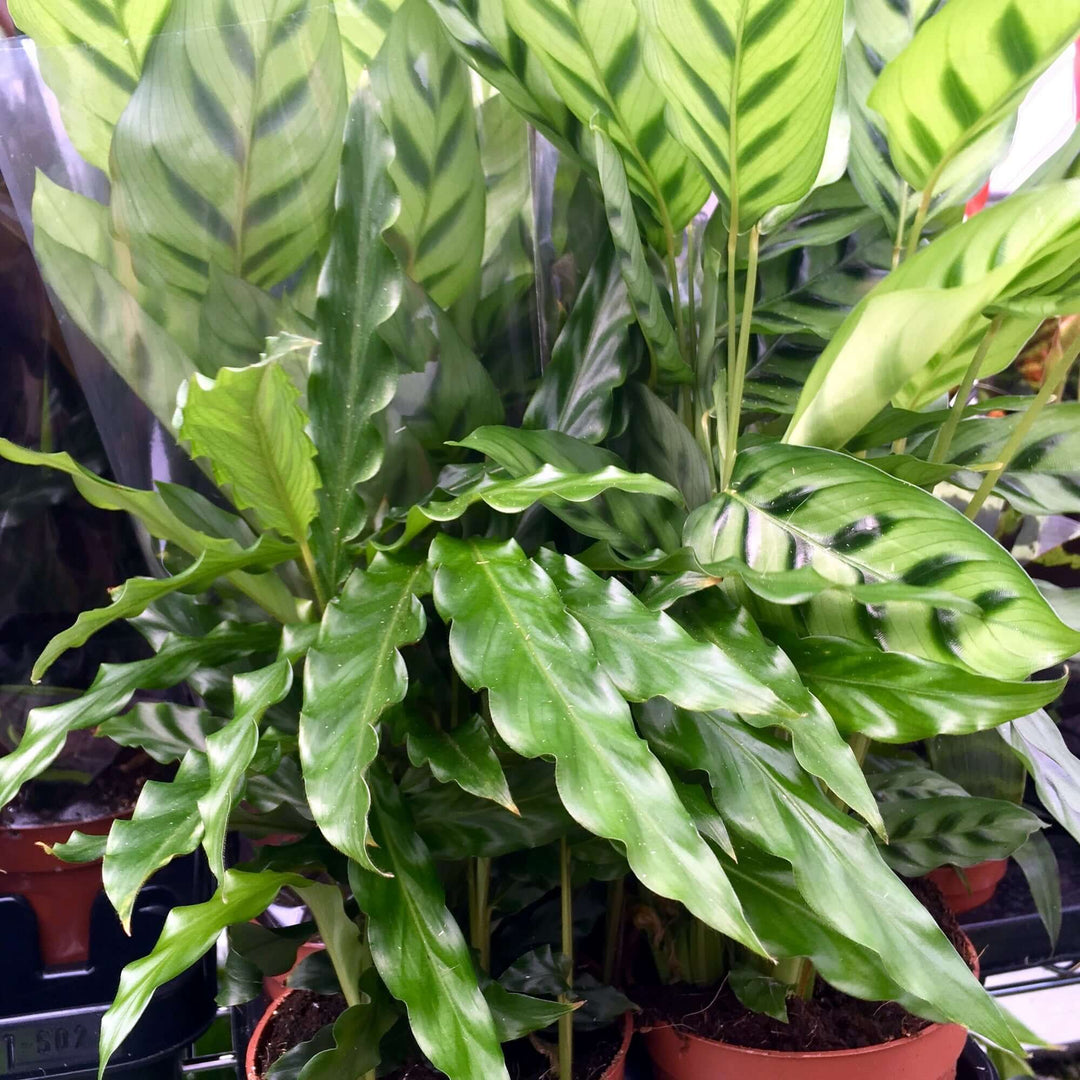 Calathea sp.