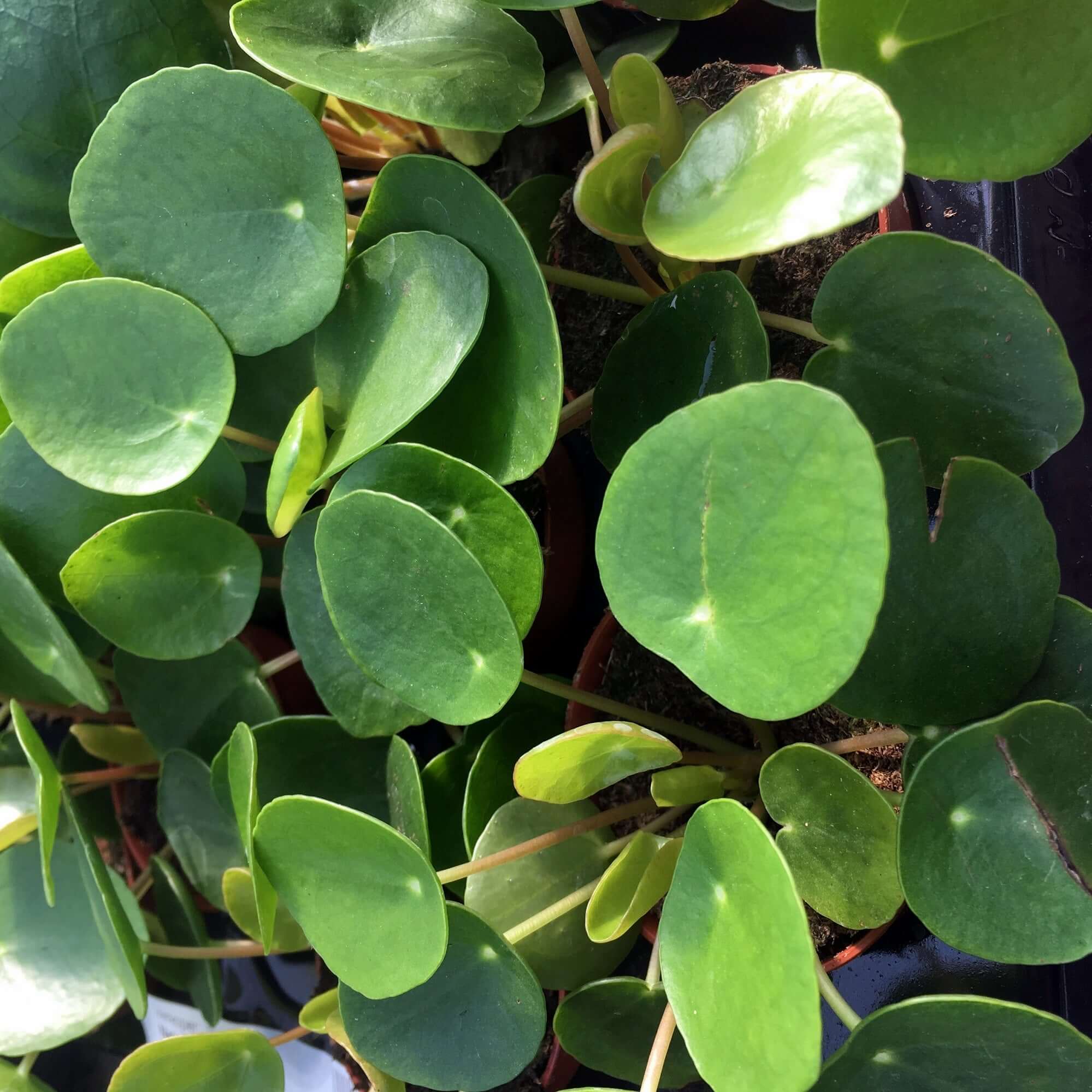 chinese money plant in the wild Pilea peperomoides (Chinese Money Plant)