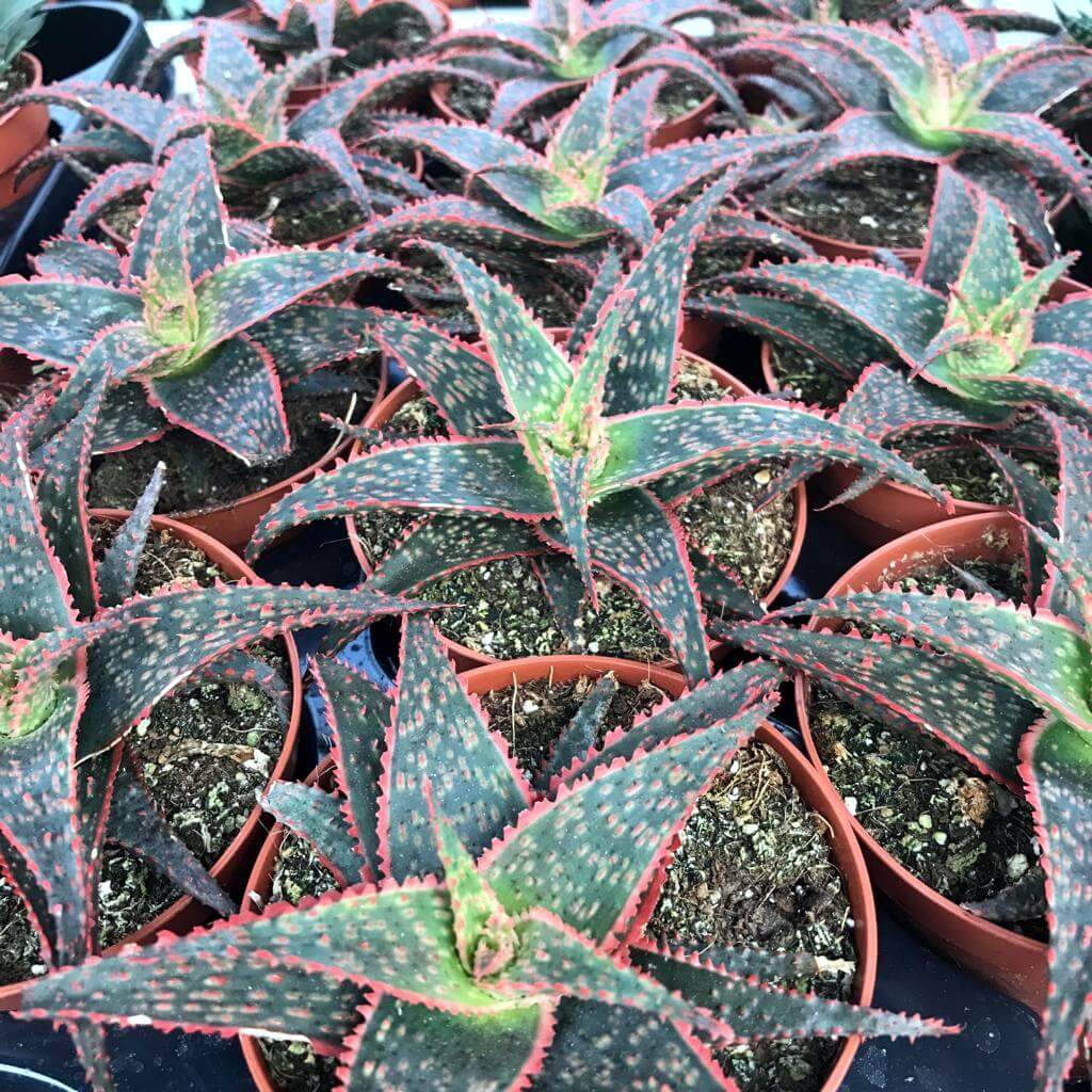 Christmas Carol (Aloe 'hybrid')