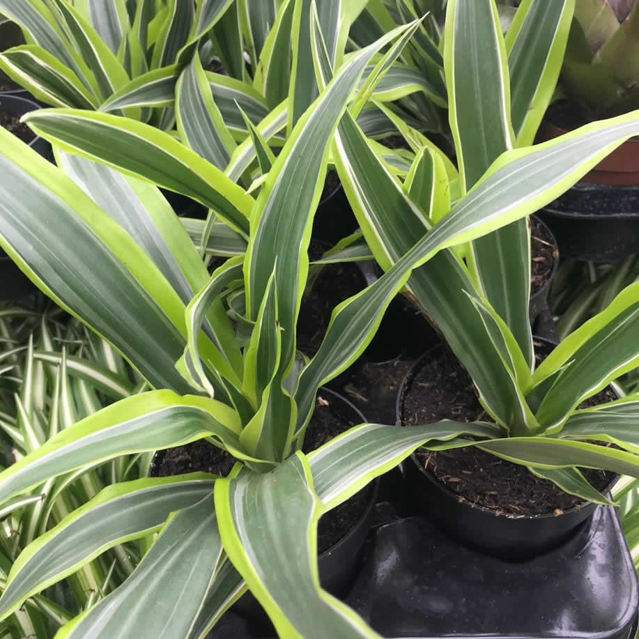 dracaena deremensis bausei Dracaena fragrans (Dragon Plant)