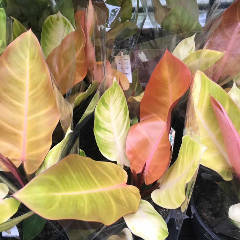 Philodendron 'Prince Orange'