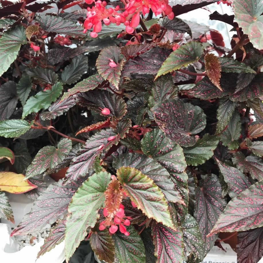 Pink Spot Begonia (Begonia sp.)