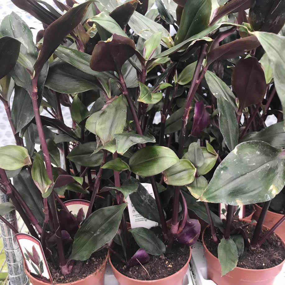 Tradescantia 'Roxxo' (Tradescantia 'Roxxo')
