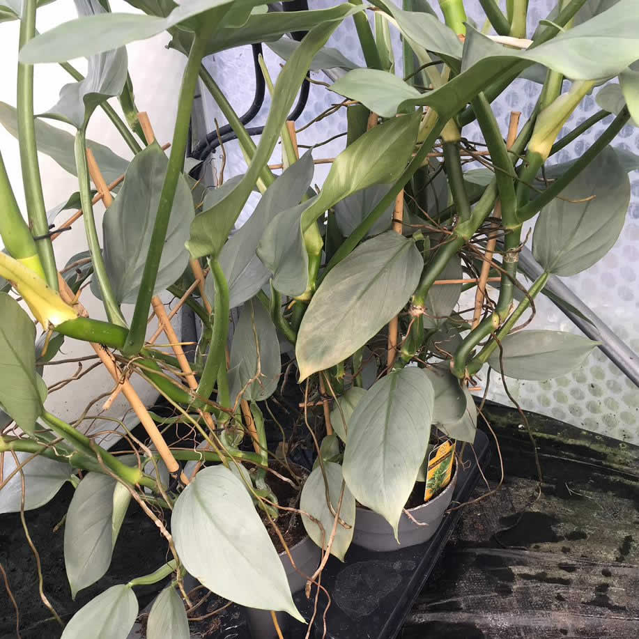 Philodendron 'Silver Queen'