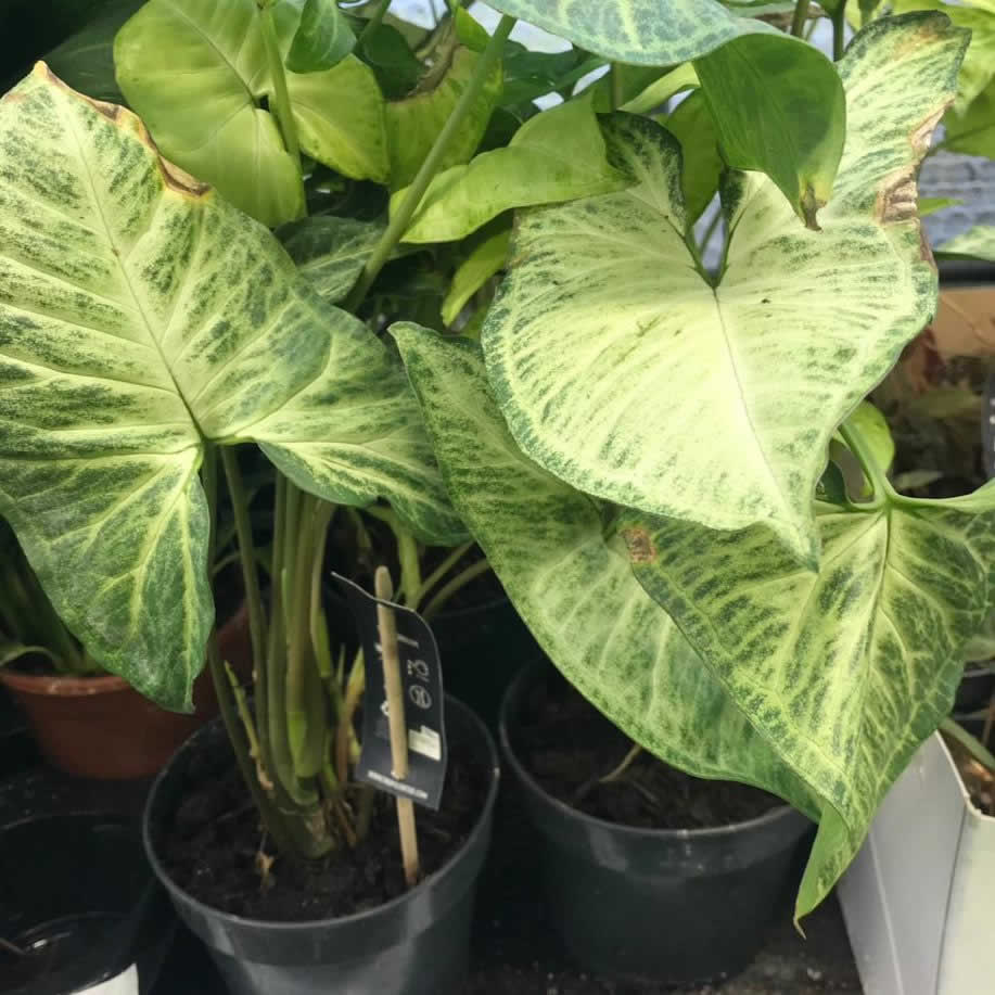 Arrowhead Vine 'White Butterfly' (Syngonium podophyllum)