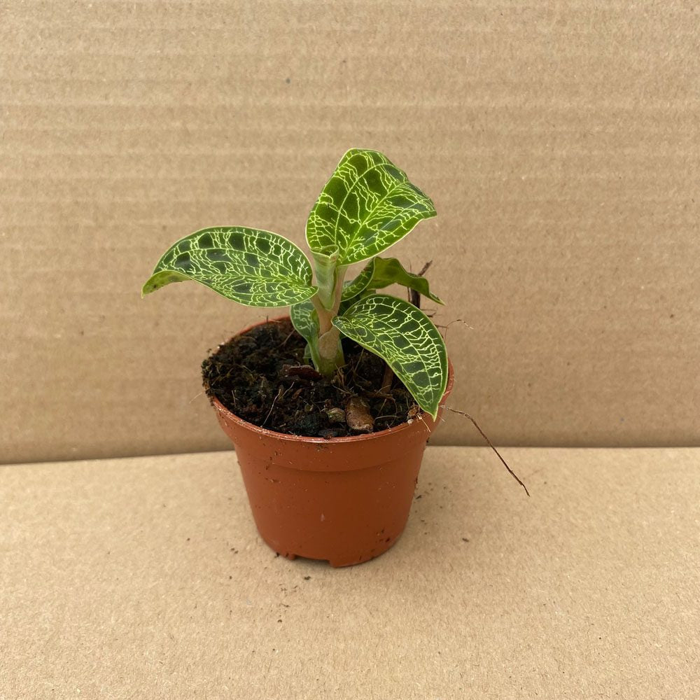 Jewel Orchid (Machodes petola)