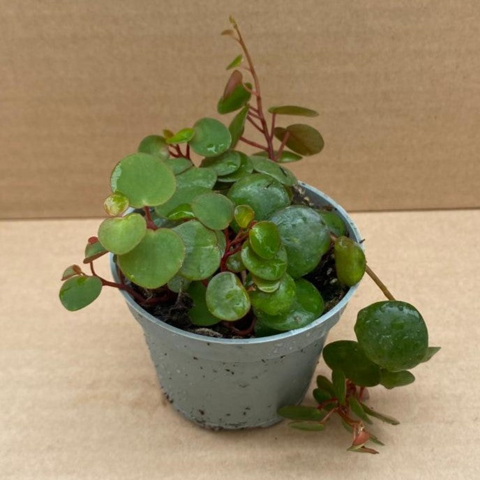 Peperomia 'Pepperspot'