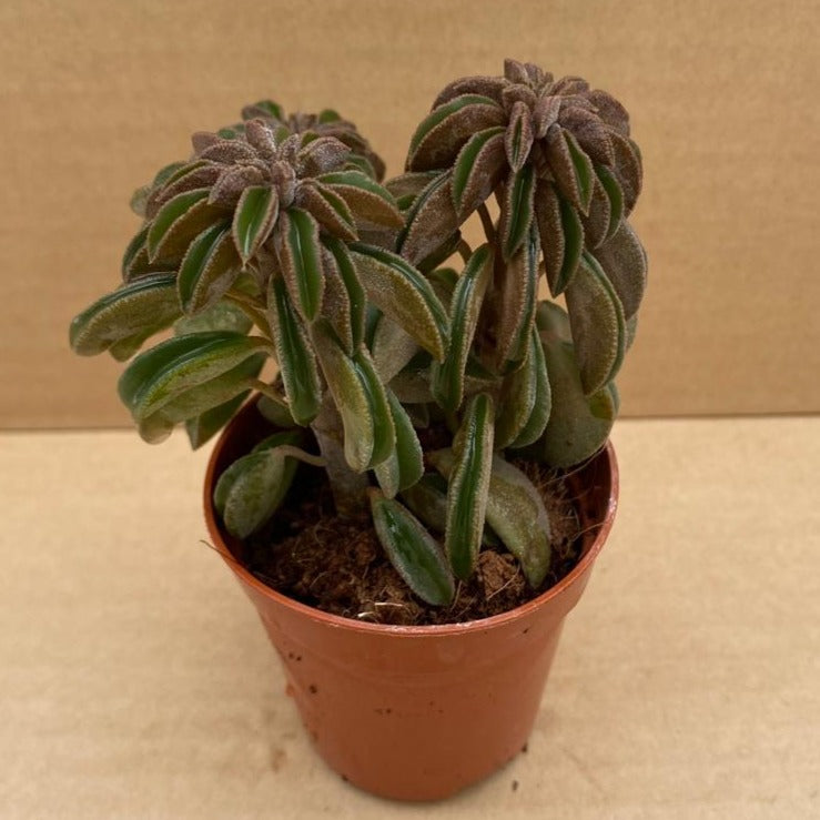 Peperomia 'Silver Spark'