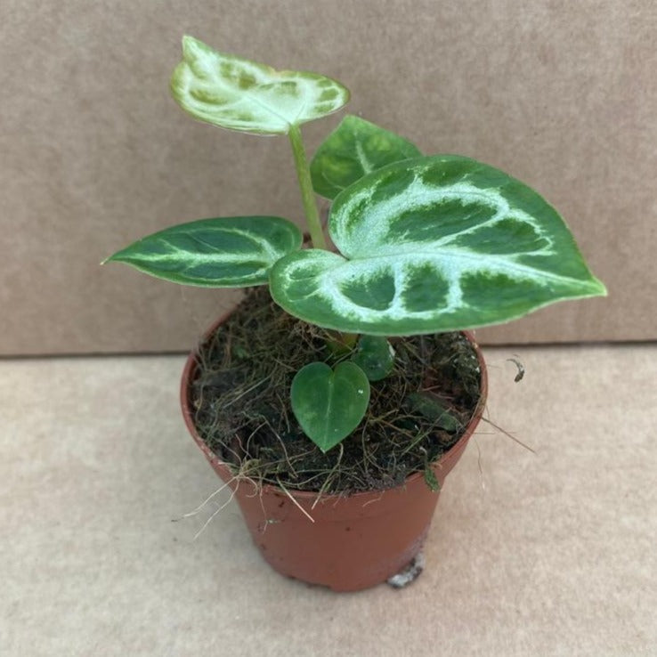 anthurium online uk Anthurium 'Silver Blush'