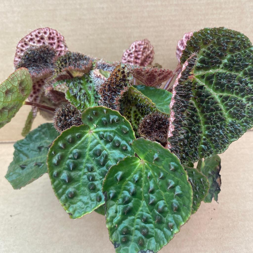 Begonia ferox