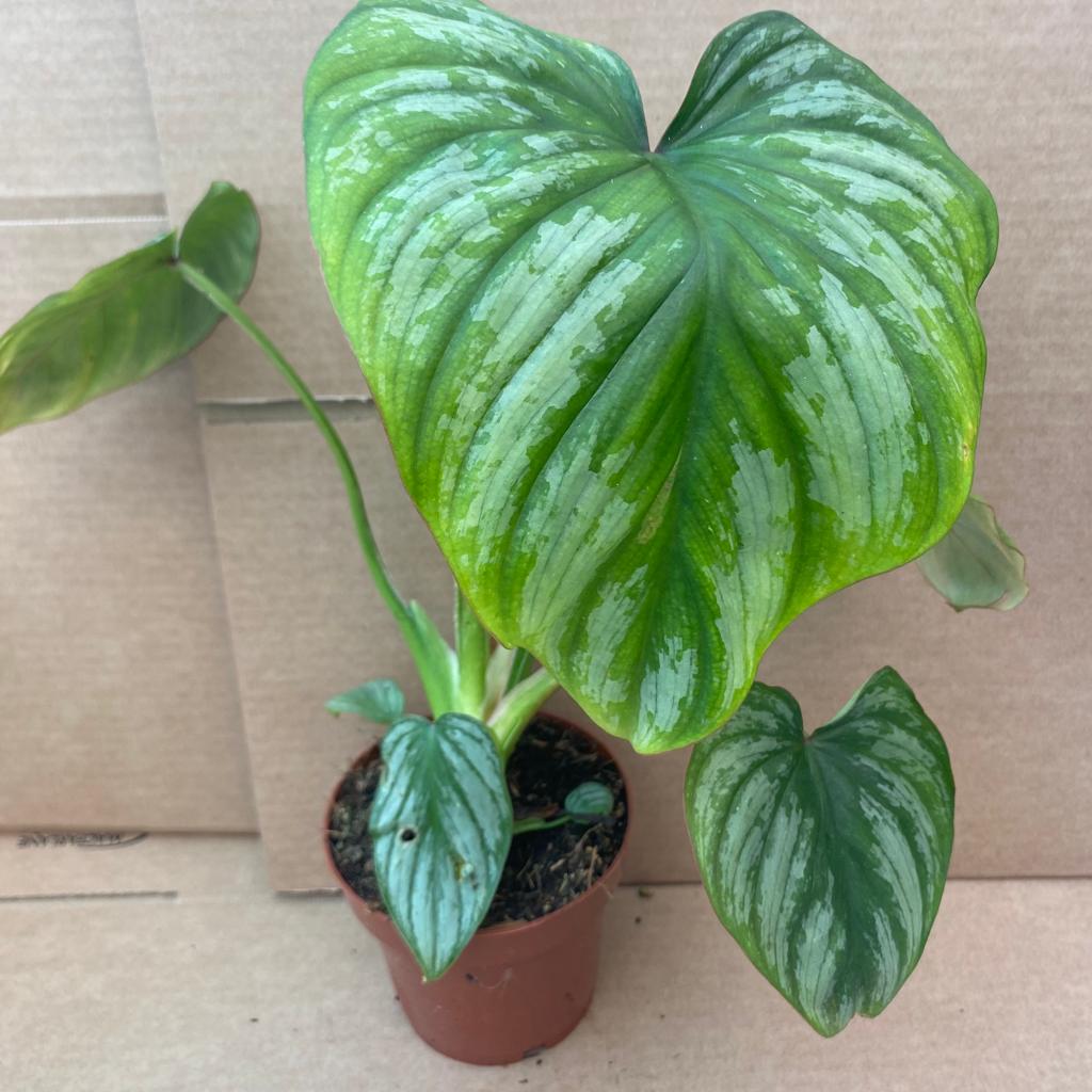 Philodendron mamei