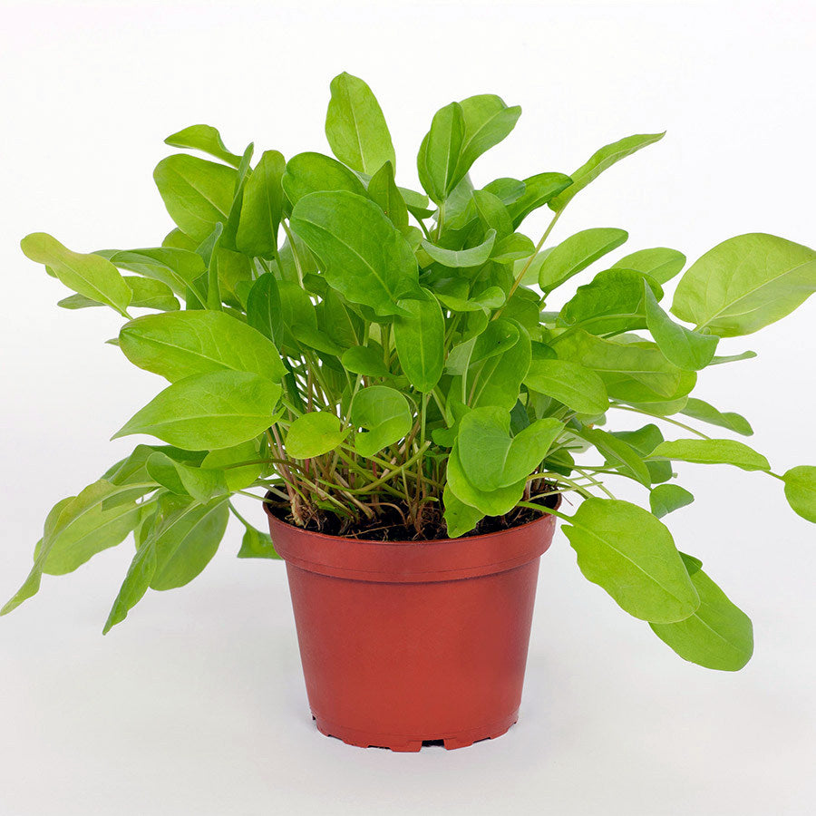 Common Sorrel (Rumex acetosa)