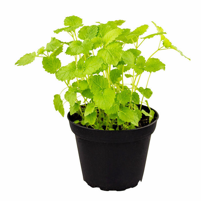 Lemon Balm (Melissa officinalis)