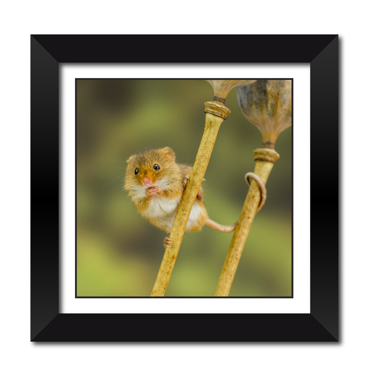 Harvest Mouse Framed Print