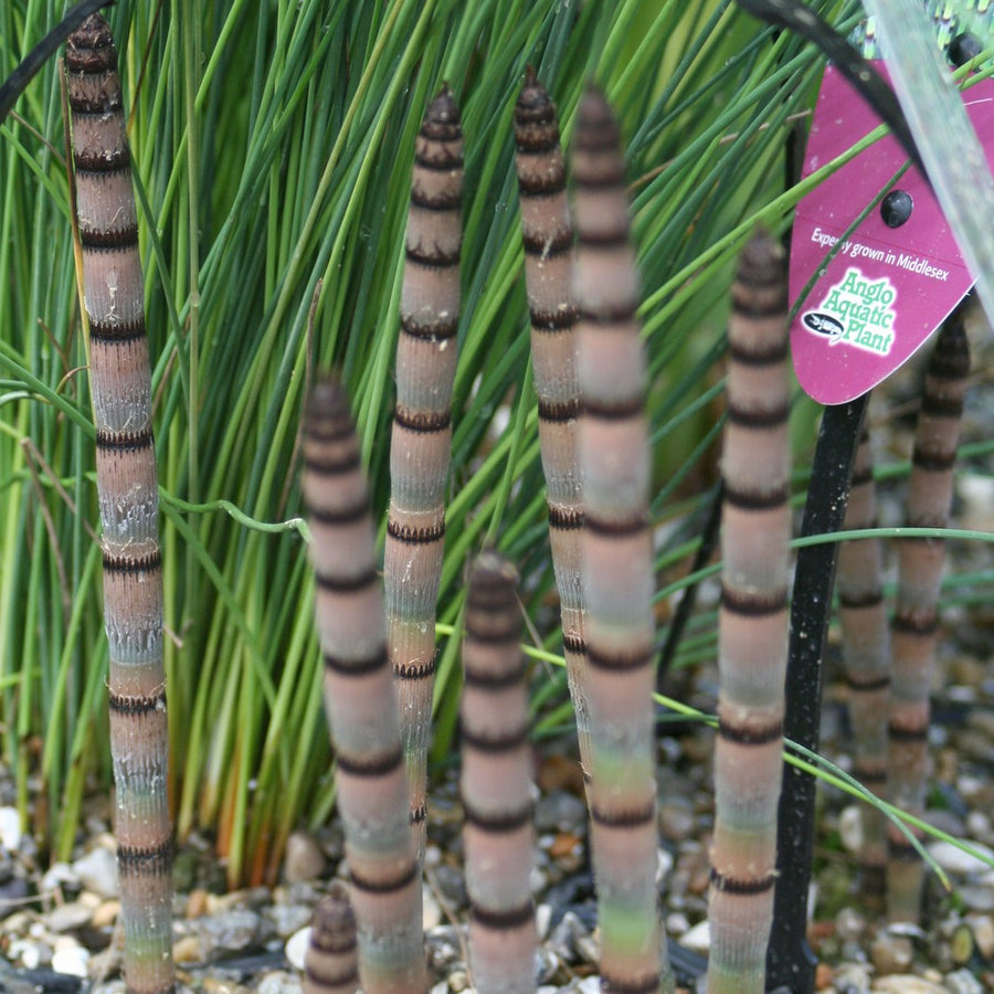 Dutch Rush (Equisetum hyemale)