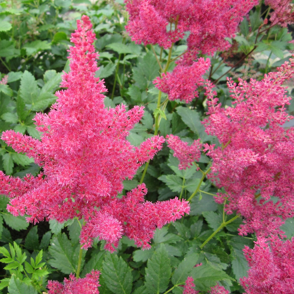 Products False Goats Beard (Astilbe Red)