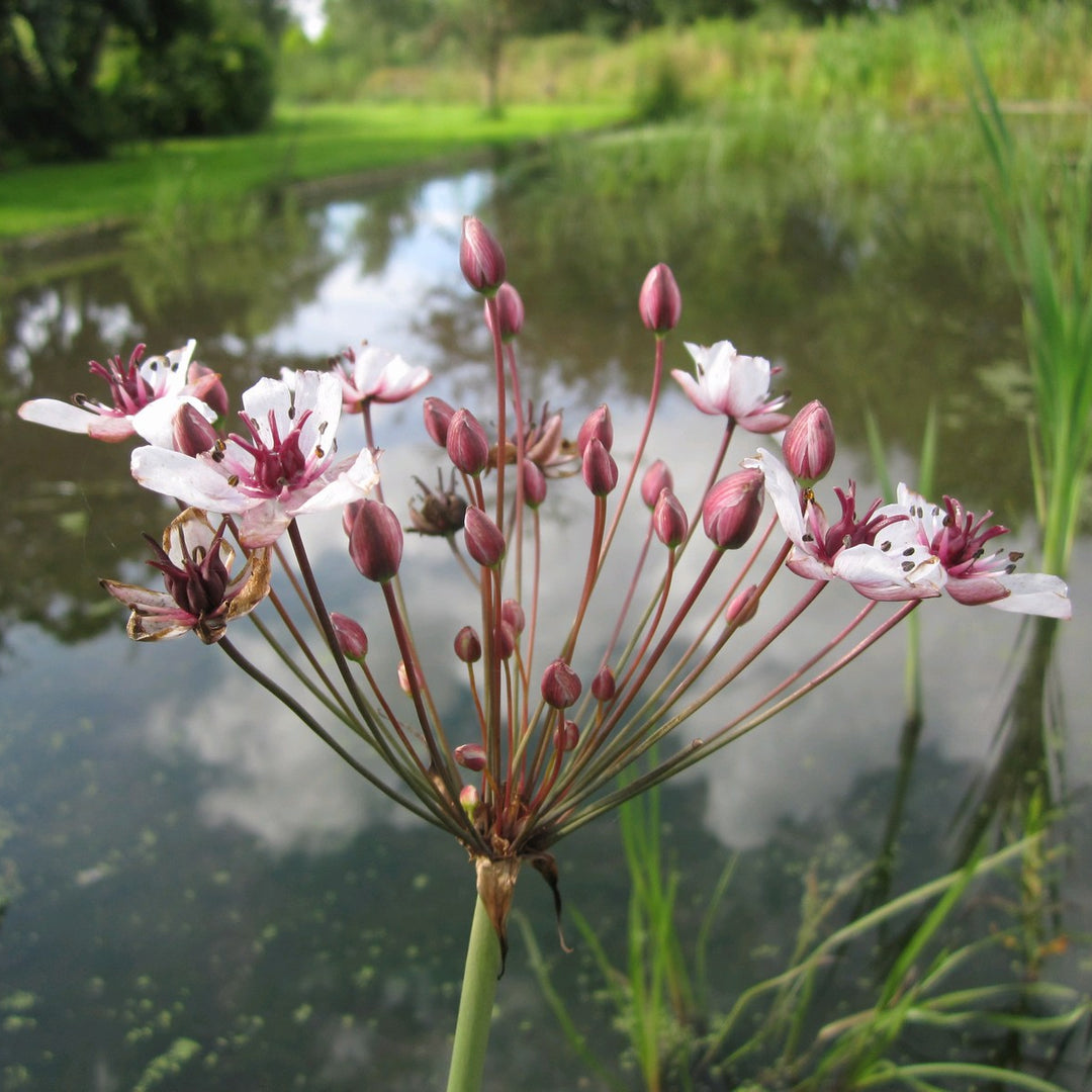 Products Flowering Rush (Butomus umbellatus)