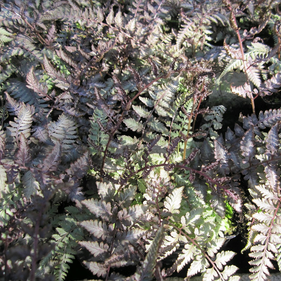 Japanese Painted Fern (Athyrium niponicum f. metallicum)