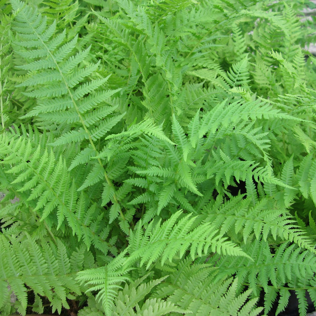 Lady Fern (Athyrium filix-femina)