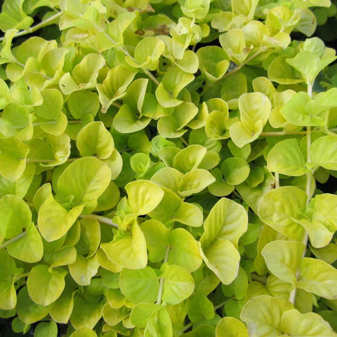 Golden Creeping Jenny (Lysimachia nummularia aurea)