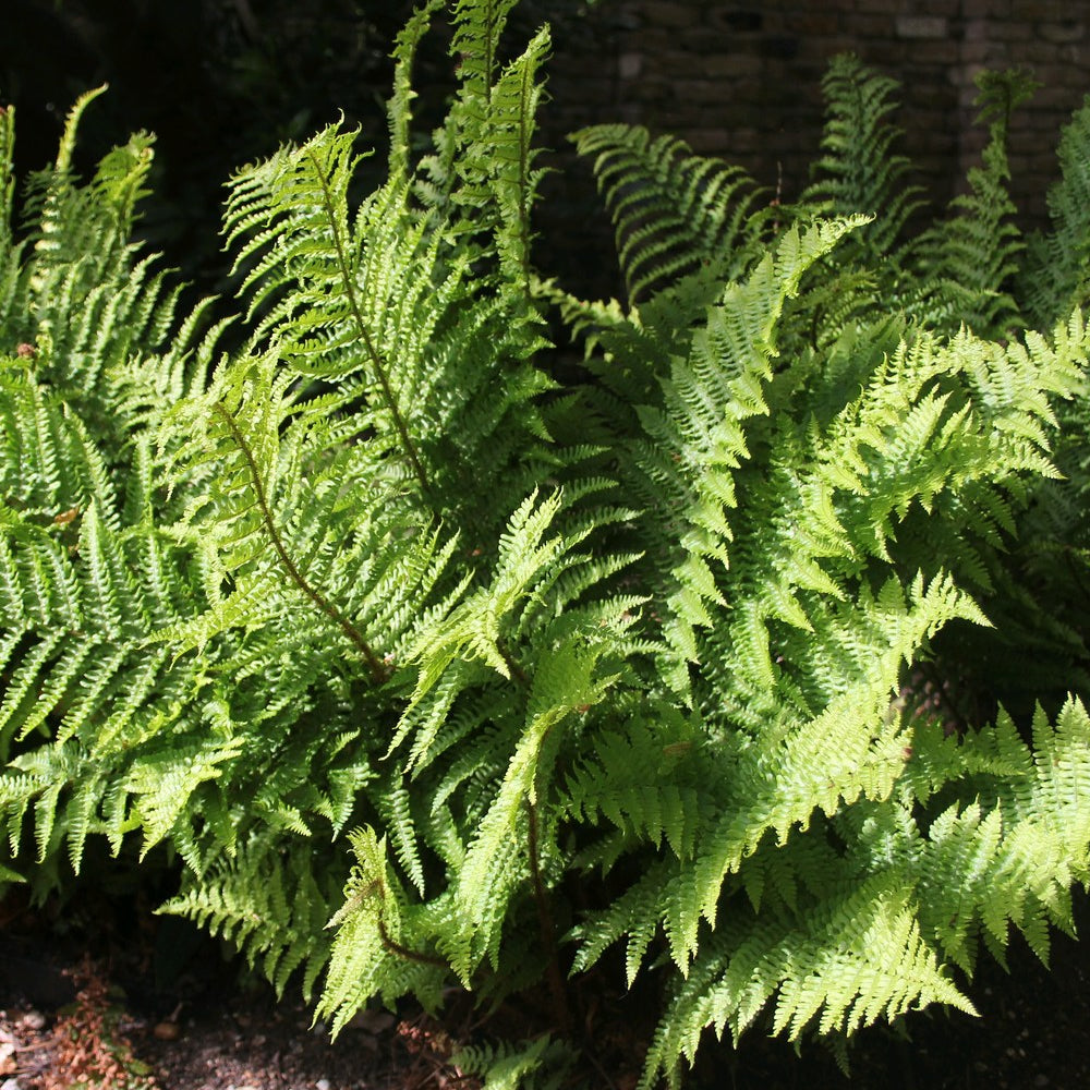 Male Fern (Dryopteris filix-mas)