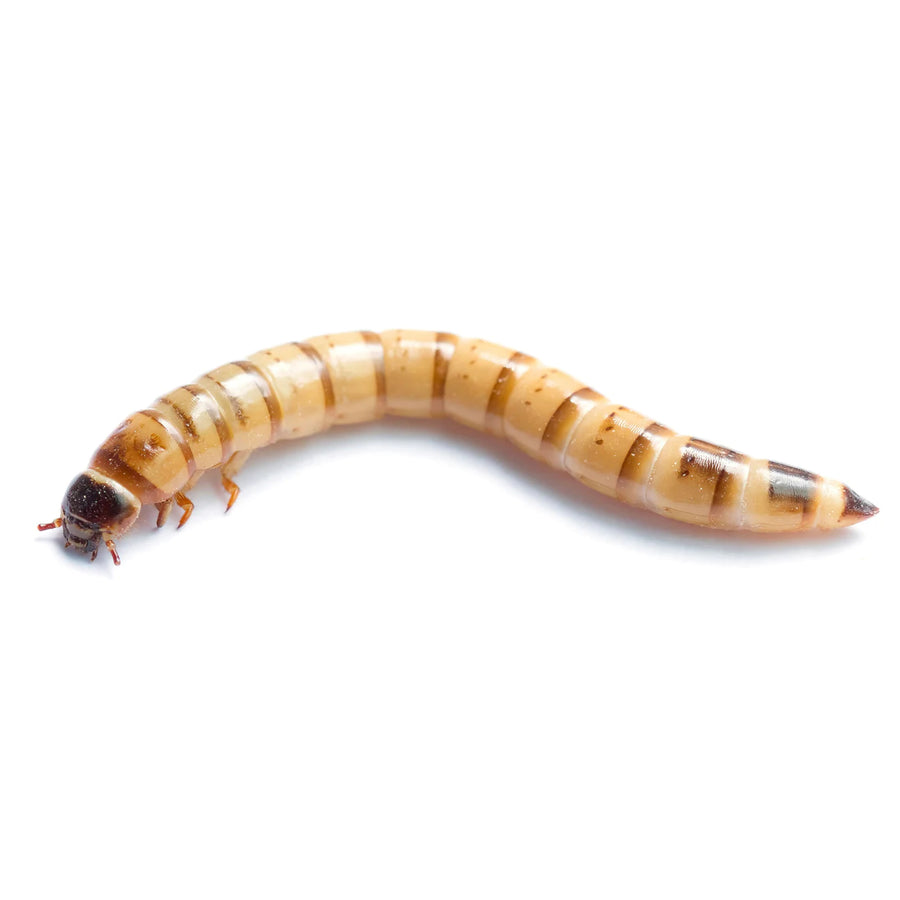 Live Morio Worms