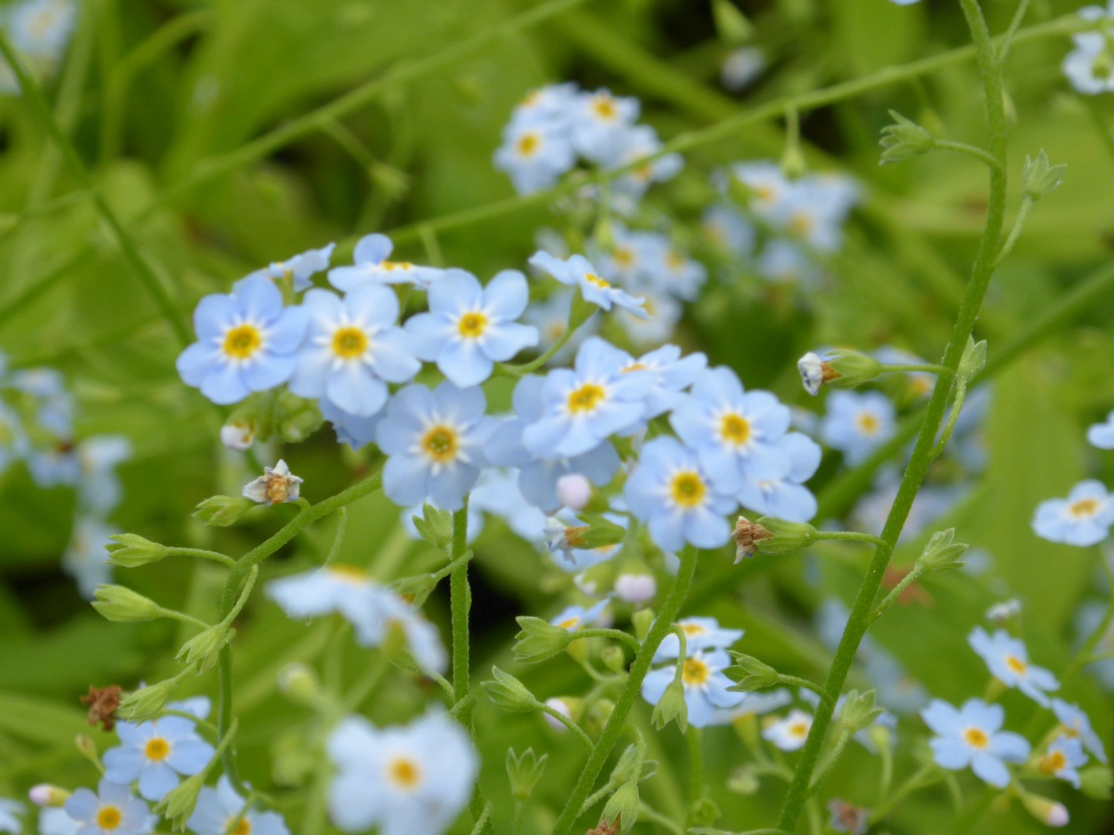 Water Forget-Me-Not