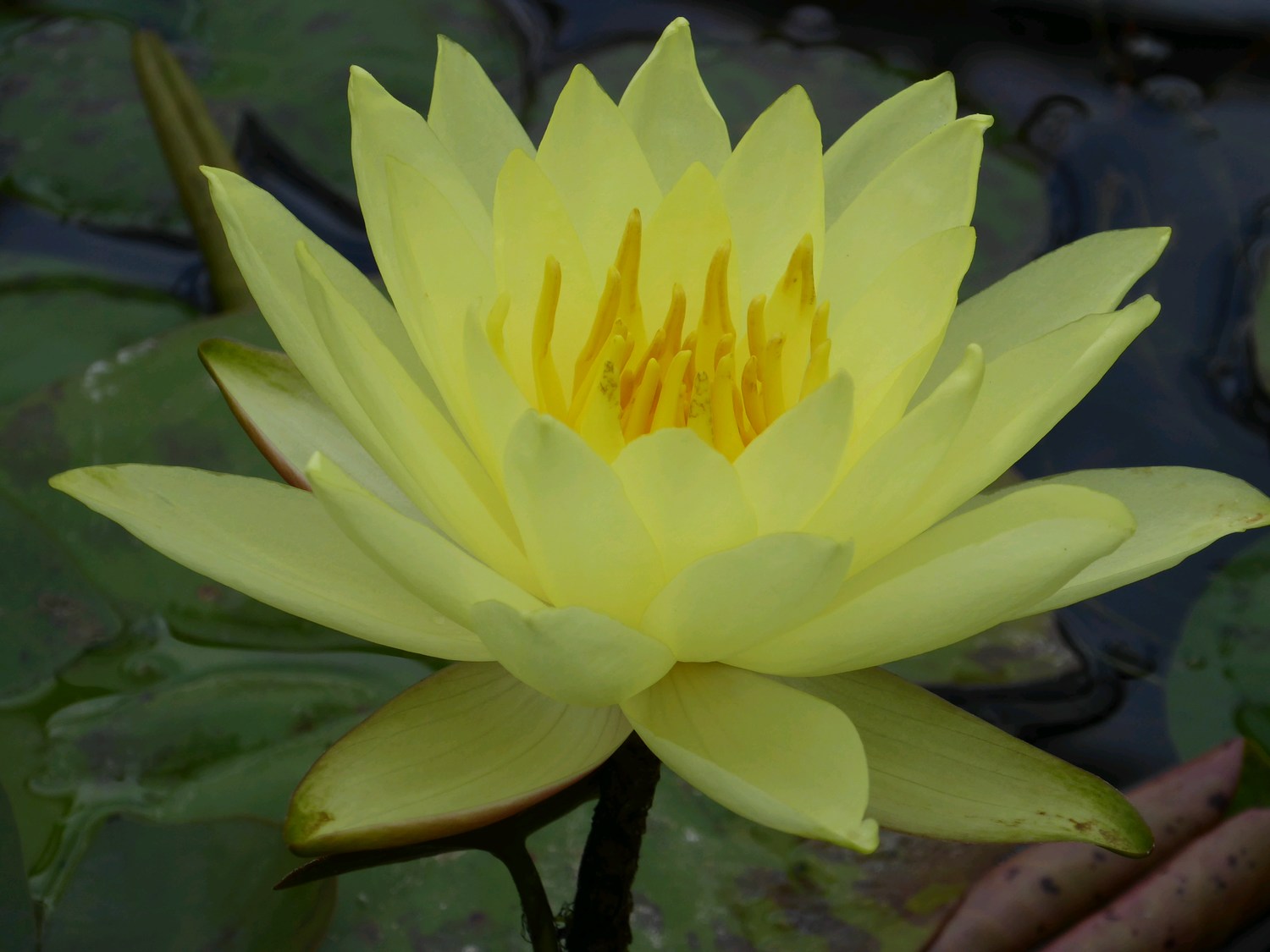 Nymphaea 'Lemon Mist' Water Lily | Garden Wildlife