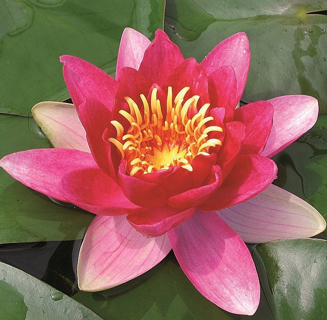 Nymphaea 'Vesuve' Water Lily