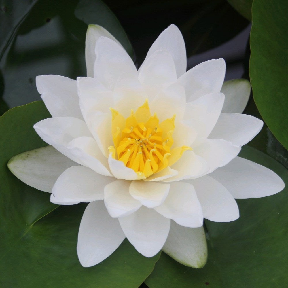 Nymphaea 'Virginalis' Water Lily