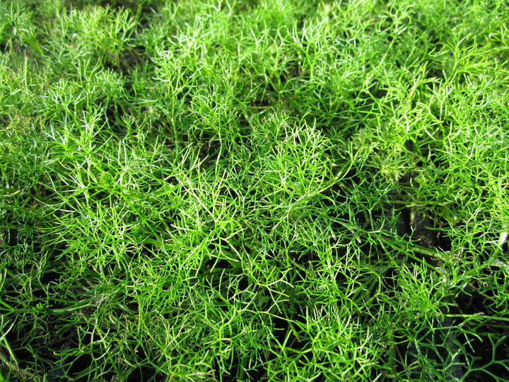 Water Crowfoot (Ranunculus aquatilis)