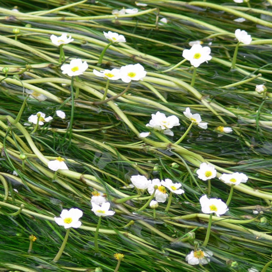 Water Crowfoot (Ranunculus aquatilis)