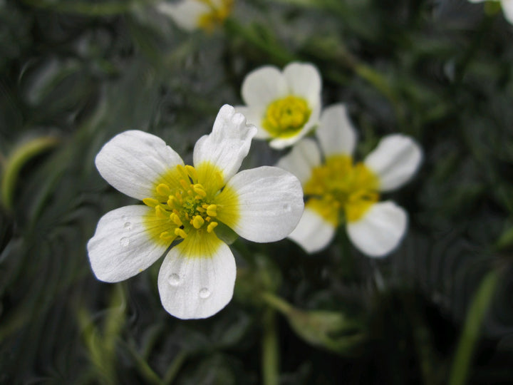 Water Crowfoot (Ranunculus aquatilis)