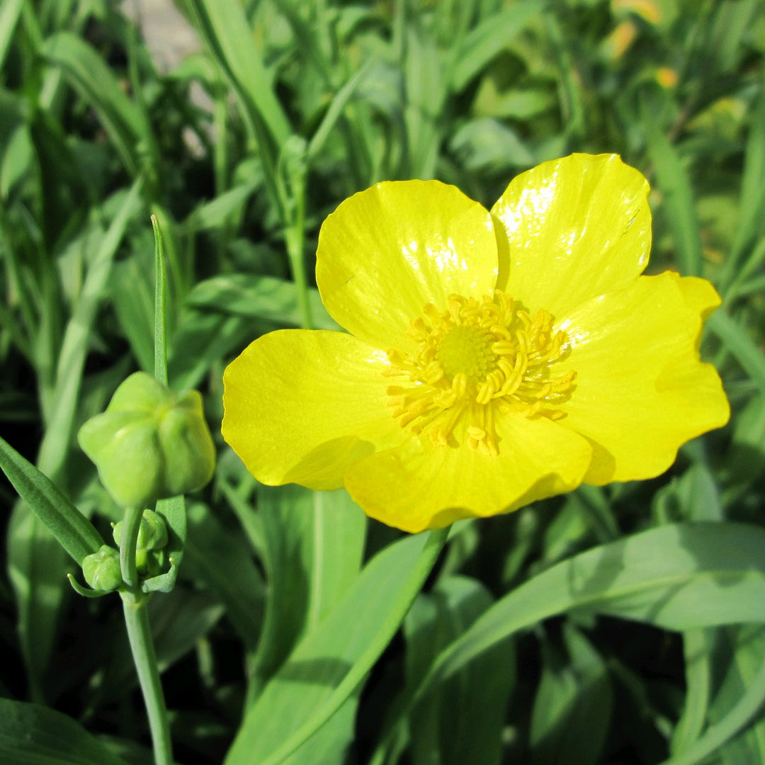 Greater Spearwort (Ranunculus lingua 'Grandiflorus')