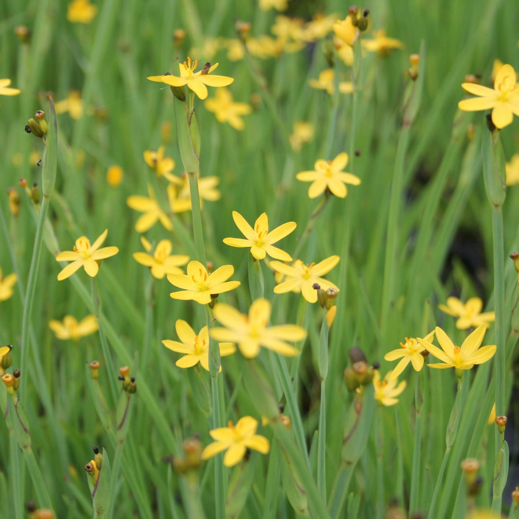Yellow Eyed Grass Sisyrinchium Californicum Garden Wildlife yellow-eyed-grass-sisyrinchium-californicum-garden-wildlife
