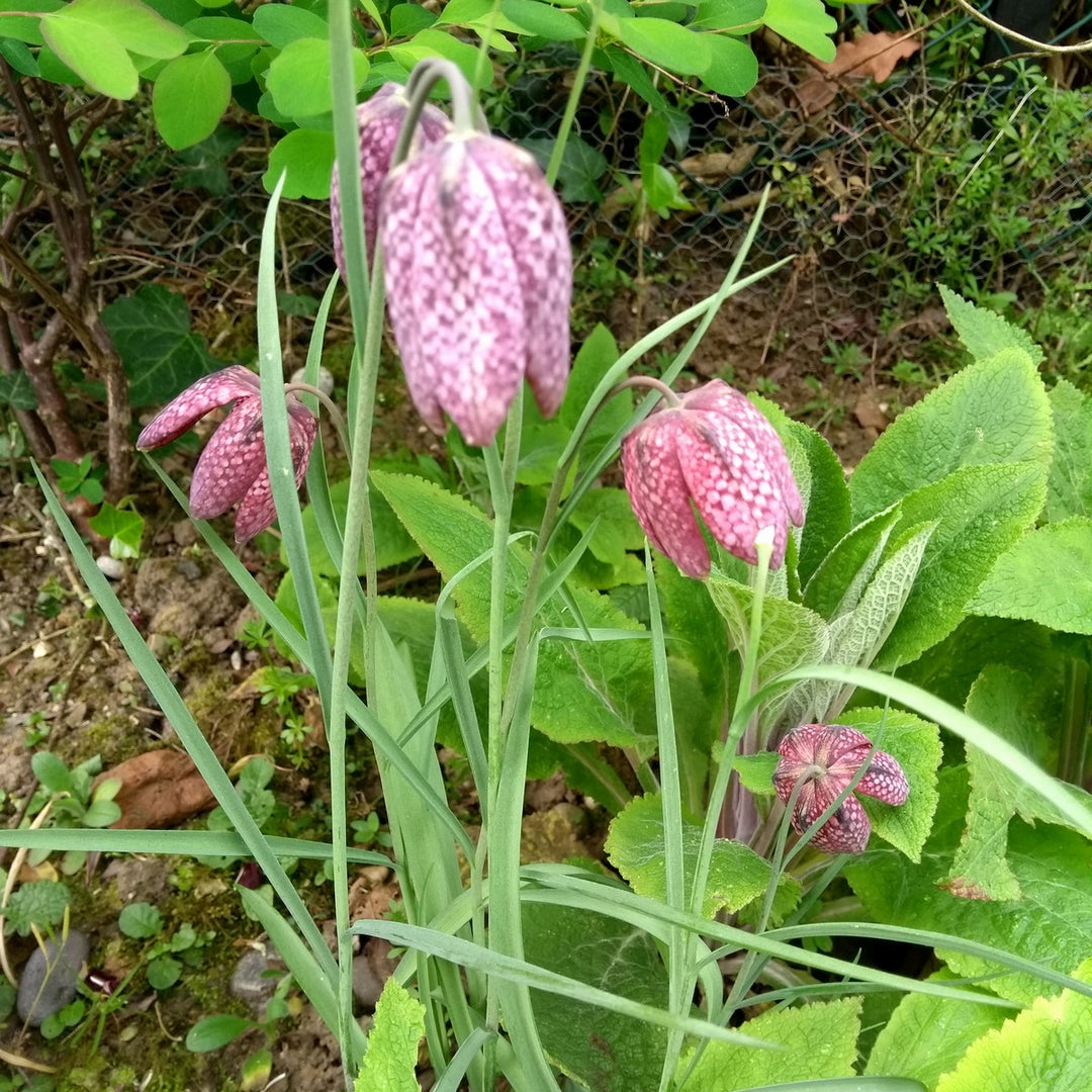Snake's Head Fritillary (Fritillaria meleagris)